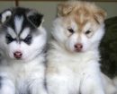 Alaskan Husky