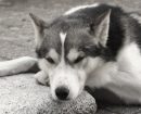 Alaskan Husky