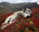 Alaskan Husky