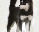 Alaskan Klee Kai