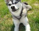Alaskan Klee Kai