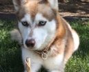 Alaskan Klee Kai