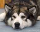 Alaskan Malamute