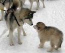 Alaskan Malamute