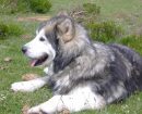 Alaskan Malamute