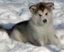 Alaskan Malamute