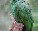 amazona-cariazul-2