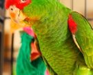 Amazona-Charao-(2)