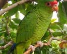 Amazona-Charao-(3)