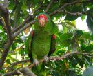Amazona-Charao-(4)