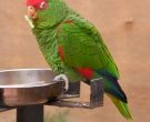 Amazona-Charao-(5)