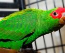 Amazona-Charao-(6)