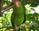 Amazona-Charao-(7)