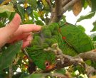Amazona-Charao-(8)