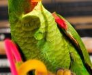 Amazona-Charao-(9)
