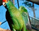 Amazona-Coronirroja-(6)