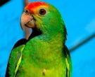 Amazona-Coronirroja-(9)