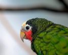 Amazona-Cubana-(10)