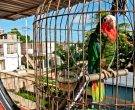 Amazona-Cubana-(11)
