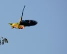 Amazona-Cubana-(12)