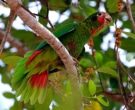 Amazona-Cubana-(13)