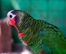 Amazona-Cubana-(2)