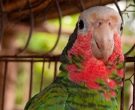 Amazona-Cubana-(3)