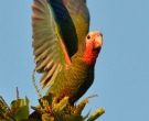 Amazona-Cubana-(5)