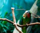 Amazona-Cubana-(6)