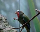 Amazona-Cubana-(7)