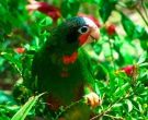 Amazona-Cubana-(9)