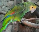 Amazona-de-hombro-gualda-(2)