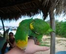 Amazona-de-hombro-gualda-(4)