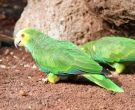 Amazona-de-hombro-gualda-(6)