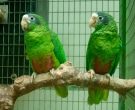 Amazona-ventralis-(2)