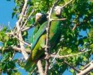 Amazona-ventralis-(3)