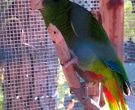 Amazona-ventralis-(4)