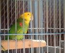 Amazona-de-Tres-Marias-(2)