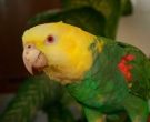 Amazona-de-Tres-Marias-(5)