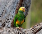 Amazona-del-Cerrado-(2)