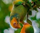 Amazona-del-Cerrado-(5)
