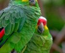Amazona-Frentirroja-(2)