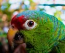 Amazona-Frentirroja-(3)