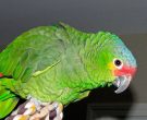 Amazona-Frentirroja-(4)