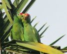 Amazona-Frentirroja-(5)