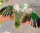 Amazona-Frentirroja-(6)