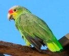 Amazona-Frentirroja-(7)