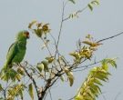 Amazona-Frentirroja-(9)