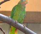 Amazona-Jamaicana-Piquiclara-(2)