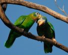 Amazona-Jamaicana-Piquiclara-(3)